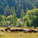 Аренда автодома в Барнауле для путешествия по Алтаю